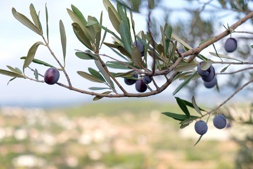 Vista de una rama de olivo
