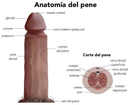 Anatomía del pene