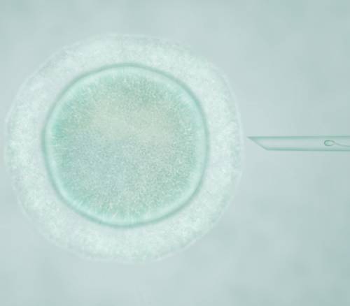 Mejora en la selección de embriones para fecundación in vitro