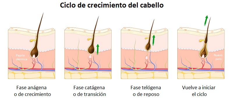 Ciclo del crecimiento del cabello: fases anágena (crecimiento), catágena (transición) y telógena (reposo)
