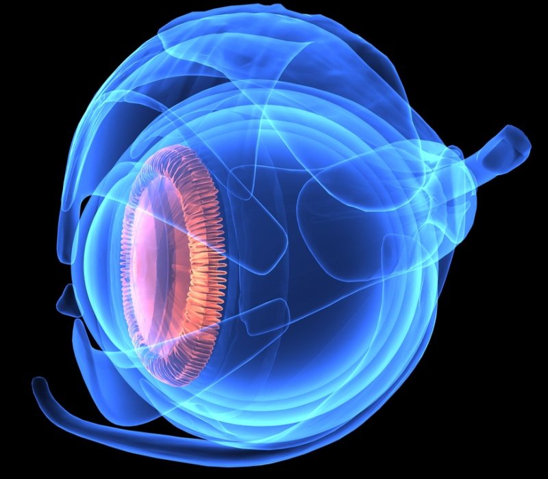 Representación del interior del ojo