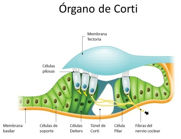 Anatomía del órgano de Corti