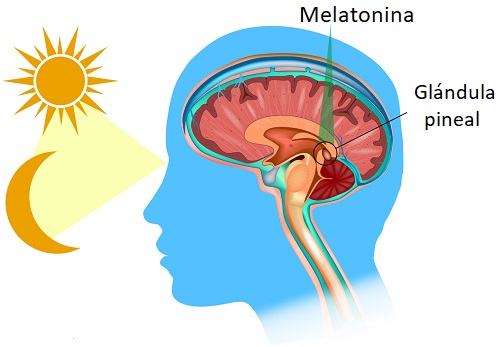 Cómo funciona la melatonina