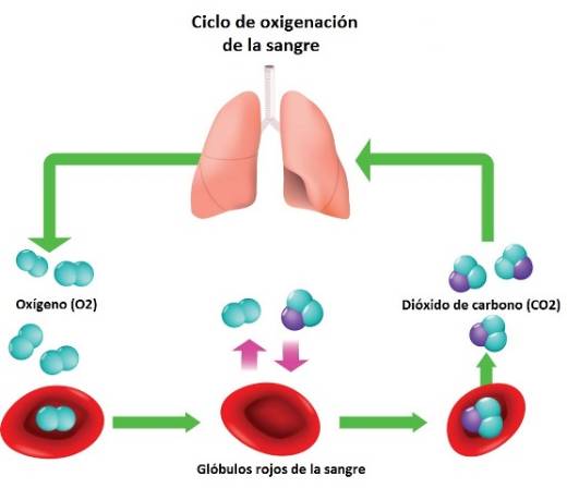 Ciclo normal de oxigenación de la sangre