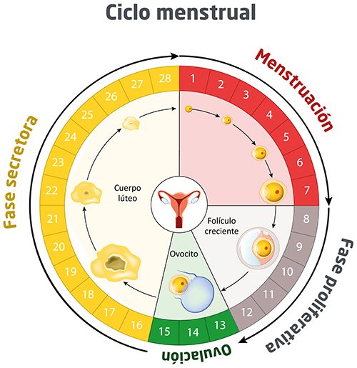 Ciclo menstrual regular