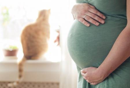 3. ¿Es peligroso tener un gato durante el embarazo?