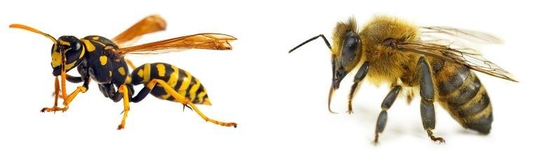 Diferencias entre una avispa y una abeja